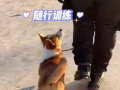 网红警犬亮相风筝节 (5播放)