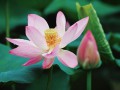 大明湖「夏」雨荷 (7播放)